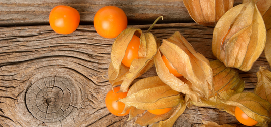 physalis photo