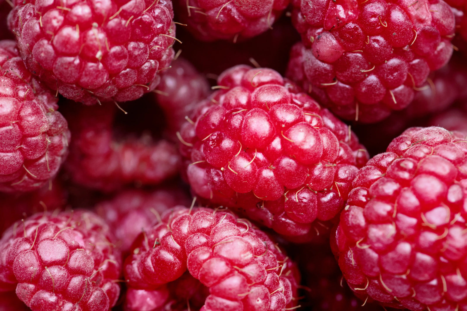Fraises fraîches