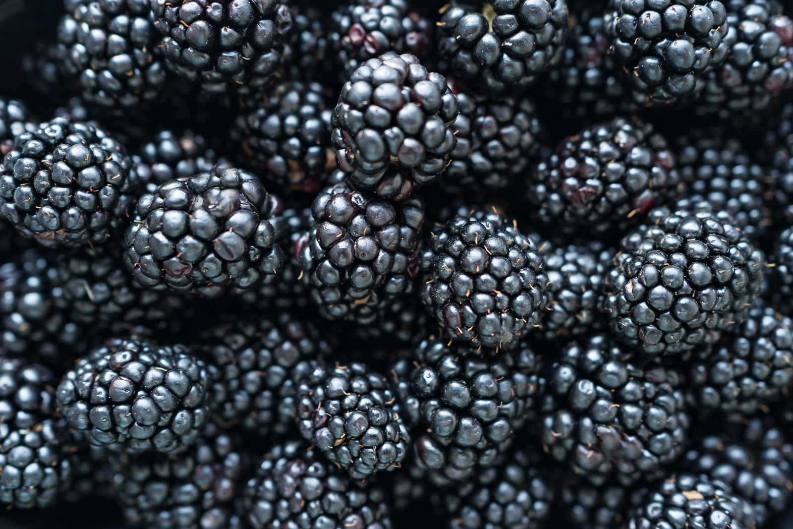 Fraises fraîches