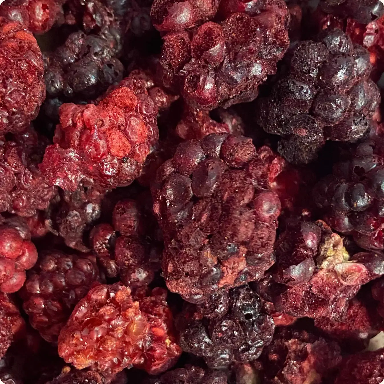 Fraises lyophilisées