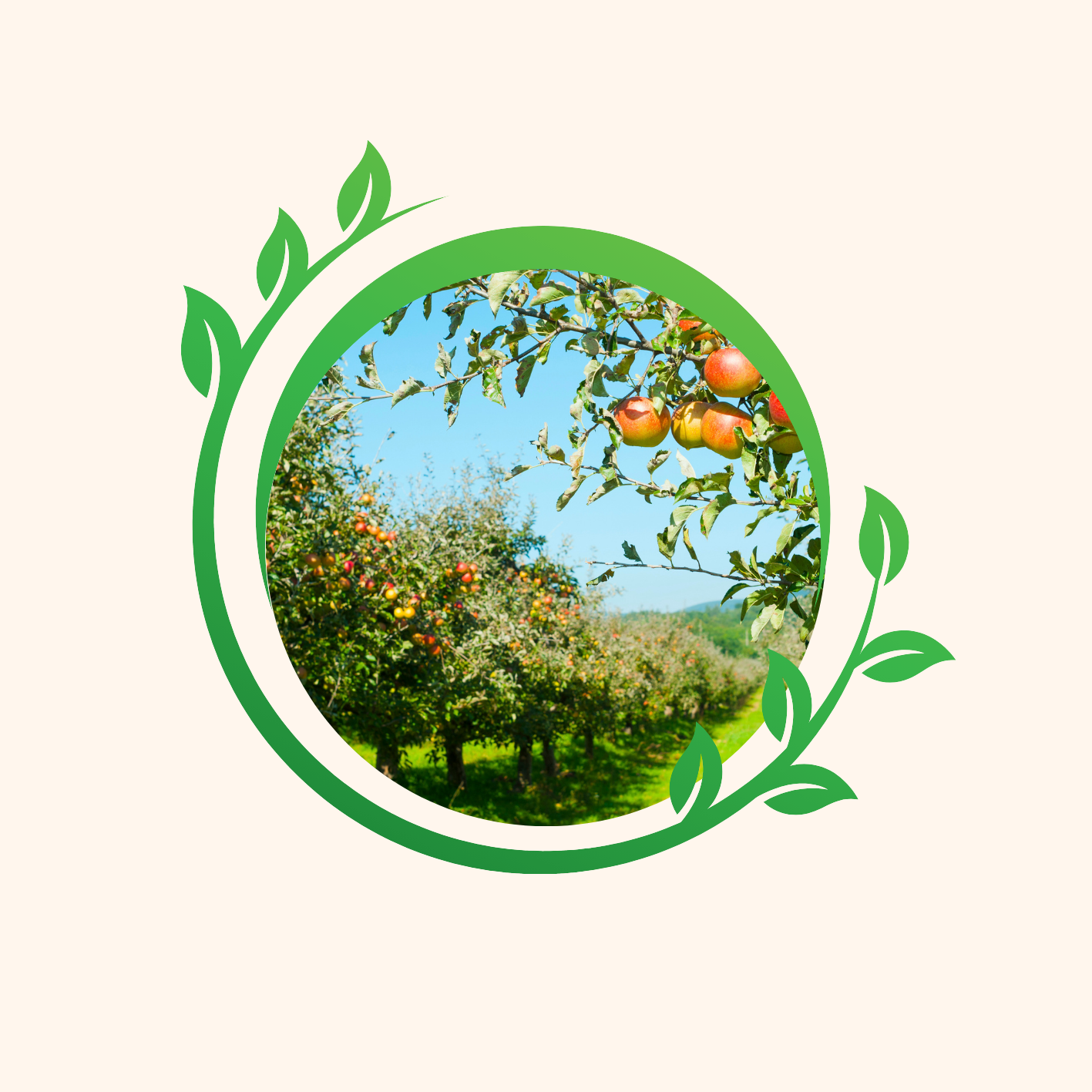 Visuel d'un verger ensoleillé, mettant en avant des pommiers chargés de fruits mûrs, entourés d'une verdure luxuriante. L'image est encadrée par un motif circulaire vert, symbolisant la nature et l'agriculture durable. Ce paysage évoque la fraîcheur des fruits biologiques, la récolte, et la beauté de la nature, mettant en avant l'importance de choisir des produits naturels et sains.